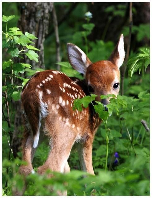 Animaux de la Forêt